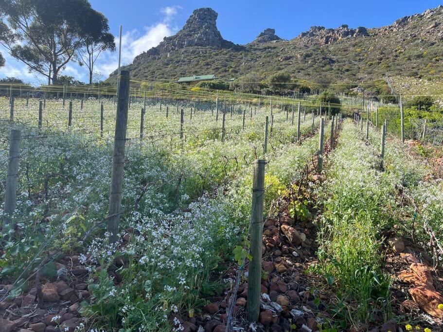 Mountain Vineyard Holiday home