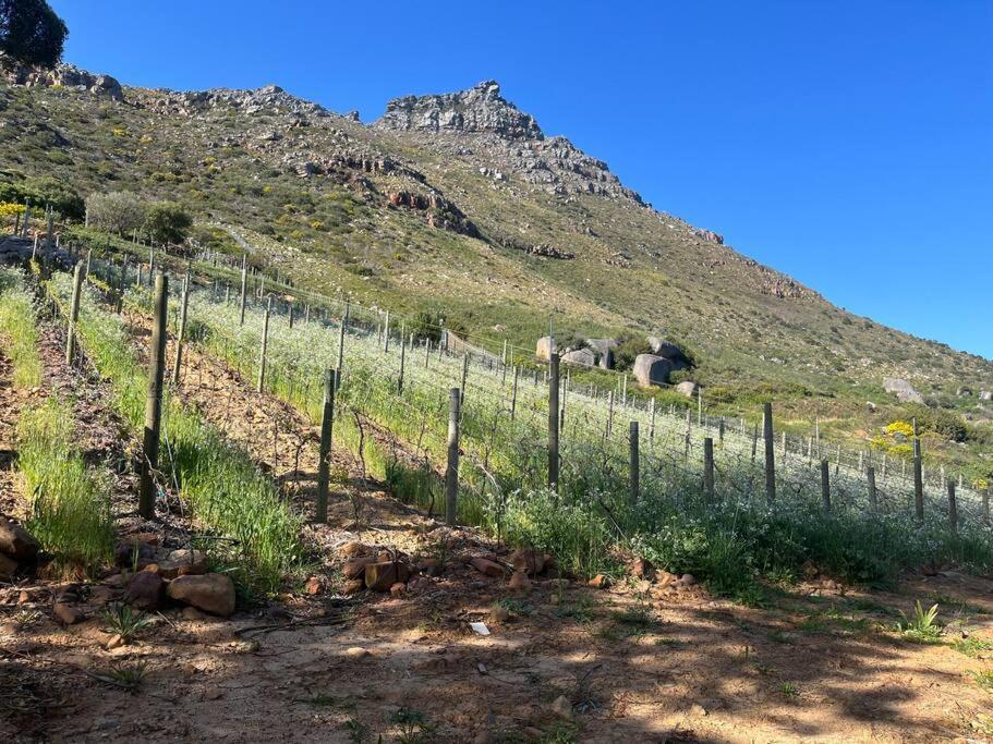 Mountain Vineyard