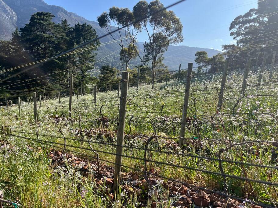Mountain Vineyard Holiday home *