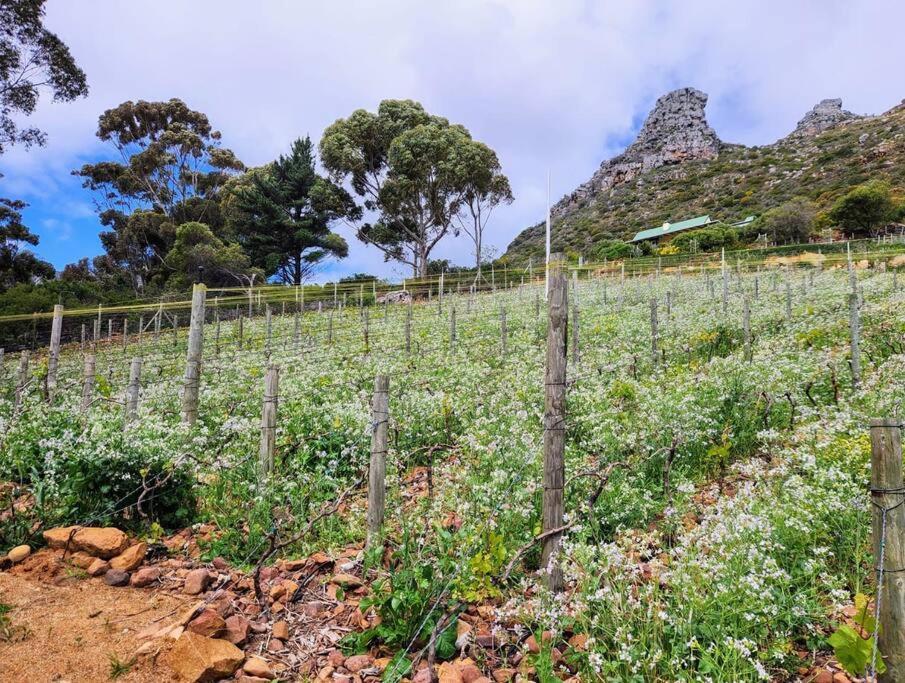 Mountain Vineyard Cape Town